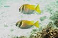 poisson lapin - Siganus  doliatus